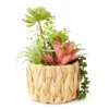 Green & Pink Succulents In Woven Water Hyacinth Pot